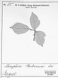 Lecythea ruborum image
